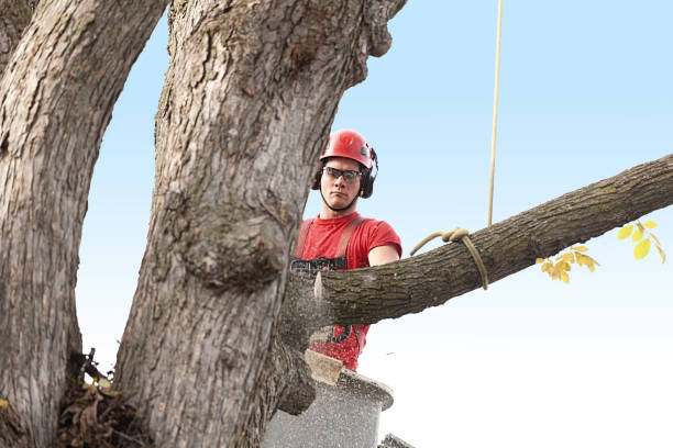 How Our Tree Care Process Works  in  Olivet, NJ